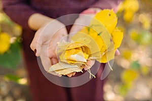 Yellow leaves in hands of woman