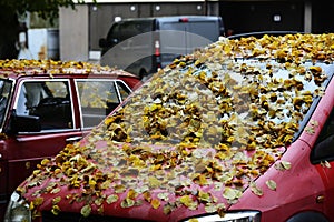 Yellow leaves on the hood and windshield of the car