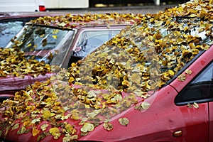 Yellow leaves on the hood and windshield of the car