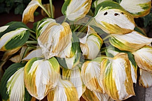 The yellow leaves of hostas in autumn