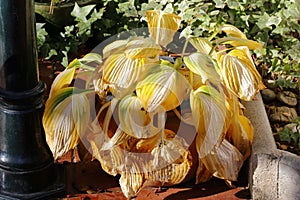 The yellow leaves of hostas in autumn