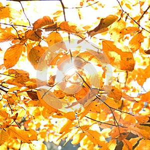 Yellow leaves illuminated by straight sunshine, autumn background