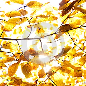 Yellow leaves illuminated by straight sunshine, autumn background