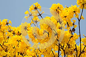 Yellow leaves, Indian flower