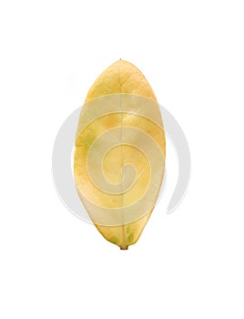 yellow leaves isolated on white background.used for decoration