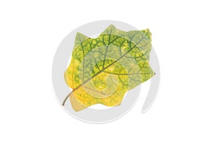 yellow leaves isolated on white background.used for decoration