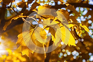 Yellow leaves of a Kalina tree in autumn in the rays of warm sunny evening light against a blue sky