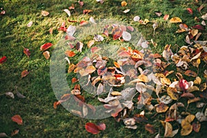 Yellow leaves lie on the green grass