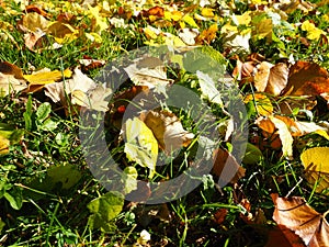 Yellow leaves of a linden tree on the grass. City Park. Fallen leaves of European linden. Young plants make their way