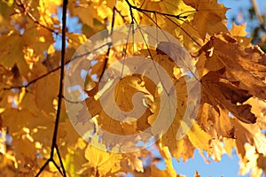   foglie acero autunno natura alberi il sole 