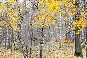 Yellow leaves of maple and bare trees in city pank