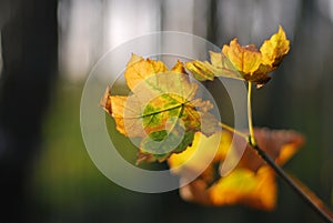 Blätter aus Ahornbaum ein Baum im herbst 