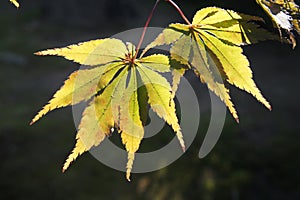 Yellow leaves of the maple trees