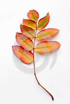 Yellow leaves of a mountain ash