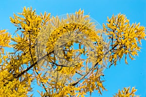 Yellow leaves-needles of larch with cones on the branches against a background of blue sky in autumn, close-up.