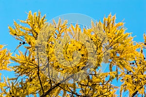 Yellow leaves-needles of larch with cones on the branches against a background of blue sky, close-up.