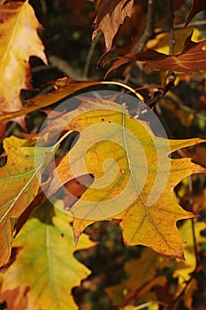 Yellow leaves of Northern Red Oak tree, latin name Quercus Rubra, during early autumn season