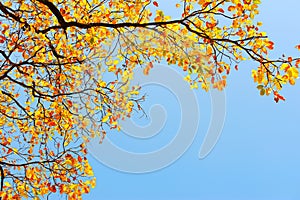 Yellow leaves onblue sky background