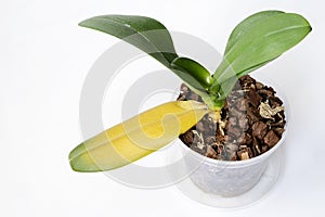 Yellow leaves of the Orchid plant damaged by disease.