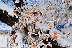 Yellow leaves powdered snow. Conceptual photo for an early unexpected winter and first snow.