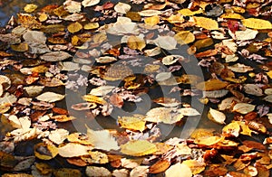 Yellow leaves in puddle