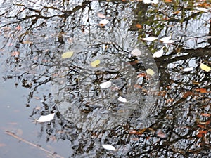 Yellow leaves and reflection of tree in autumn pond in the park, Finland