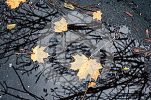 Yellow leaves and reflection of trees in puddle. Autumn season concept