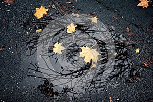 Yellow leaves and reflection of trees in puddle. Autumn season concept