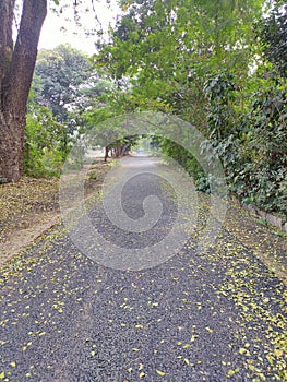 Yellow leaves shedded on road during autumn photo