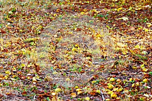 Yellow leaves sifted the ground under a tree in the autumn in the park.