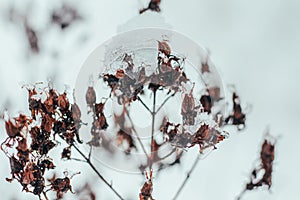 yellow leaves in the snow, cold winter concept