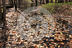 Yellow leaves on the surface of the lake