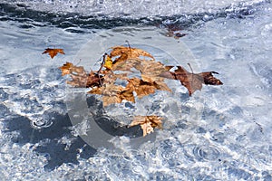 Yellow leaves on the surface of the transparent water