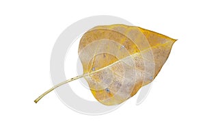 yellow leaves the texture of Bod-hi or Sacred fig leaf Isolated on white background