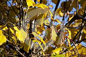 Yellow leaves on tilia tree during autumn season. Concept for october and november seasonal landscape