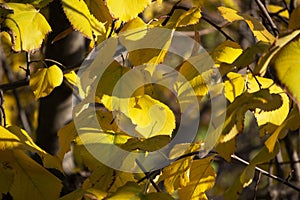 Yellow leaves on tilia tree during autumn season. Concept for october and november seasonal landscape