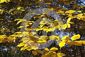 Yellow leaves on a tre