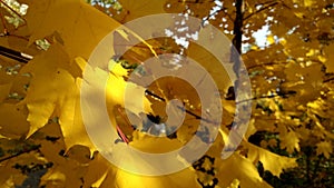 Yellow leaves on the tree