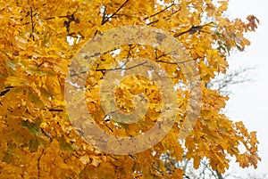 yellow leaves on a tree