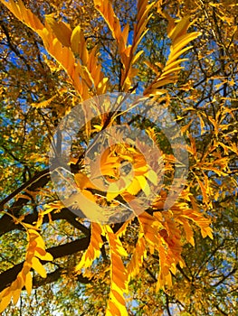 Yellow leaves of the tree in autumn Zeewolde