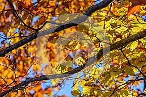 Yellow leaves with tree branches over blue sky. Background with