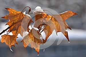 Yellow leavescovered with snow