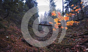 yellow leaves on tree in a dark autumn forest in the ravine