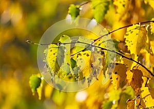 Yellow leaves on a tree in the fall