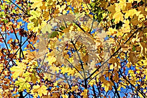 Yellow leaves on a tree`s tree with crystal-blue sky in the background