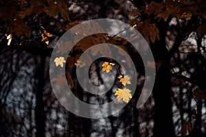 Yellow leaves on a tree under the shadow