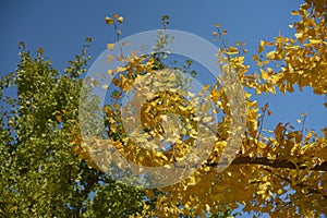 Yellow leaves on a tree