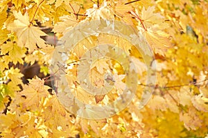 Yellow leaves on a tree. Yellow maple leaves on a blurred background. Golden leaves in autumn park. Sunny autumn day