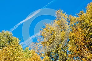 Yellow leaves on the trees