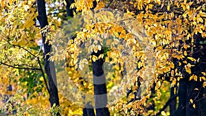 Yellow leaves on the trees in the autumn forest